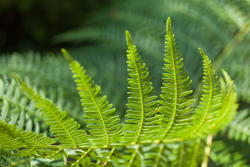 Beautiful abstract background, botany branch. Forest plant, tropical jungle.