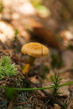 Autumn forest nature, wild mushroom.