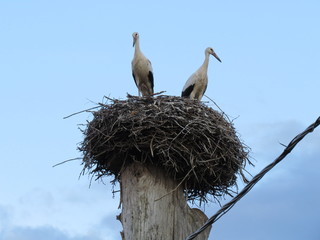 Fototapeta premium Stork. (The Vast Russia! Sergey, Bryansk.)