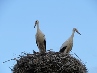 Fototapeta premium Stork. (The Vast Russia! Sergey, Bryansk.)
