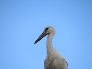 Clouds. Sky.  (The Vast Russia! Sergey, Bryansk.)