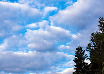 Silhouette bunch of trees and vivid colors of the evening sky