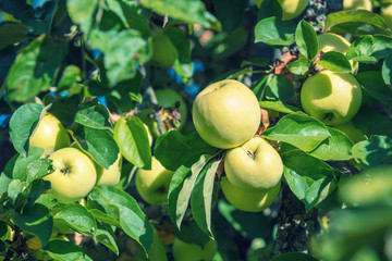 Ripe apples Antonovka on a branch in an orchard