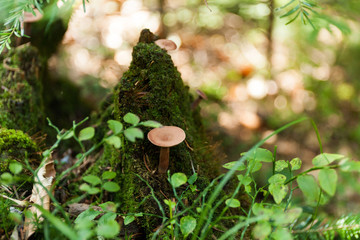 Autumn forest nature, wild mushroom.
