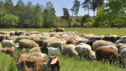 Schaf- und Ziegenherde mit einer Kuh