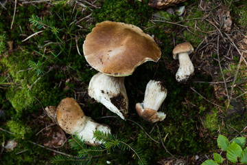 Autumn Cep Mushrooms. Wild penny bun, cep, porcino or porcini in forest.