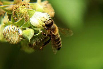 A detail on head of european honey bee, apis mellifera, pollinating bloom of raspberry.