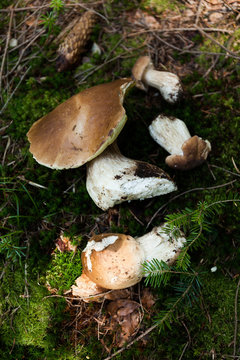 Autumn boletus edulis edible mushroom. Wild penny bun, cep, porcino or porcini.