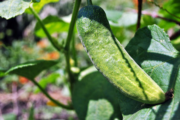 Cucumber plant growing, leaves and vegetables on stem, close up detail, soft blurry background