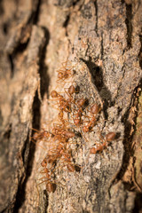 Red ants.