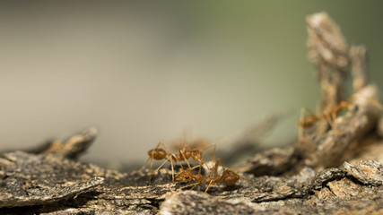 Red ants.