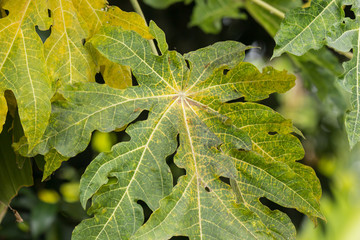 Disease Green leaf of Young papaya tree