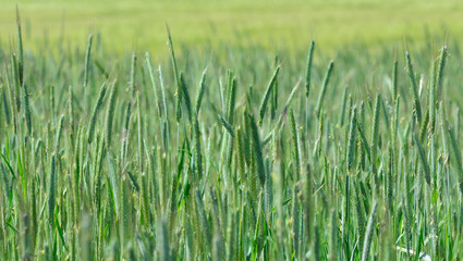 Blühendes Roggenfeld