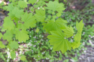 Green Leaves