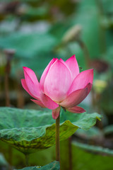 Obraz premium Pink lotus flowers in pond field at natural
