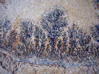 Close up of fossil ferns petrified in a stone slab