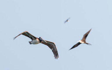 grey pelican in flight