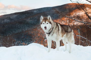 Portrait of Husky dog standing in the winter forest at sunset on the snow on mountain background