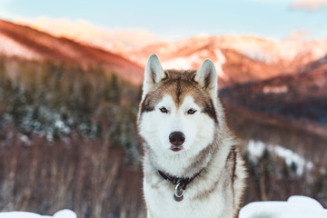 Close-up portrait of Siberian Husky dog sitting is on the snow in winter forest at sunset on bright mountain background.