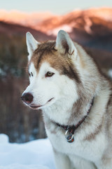 Obraz premium Profile portrait of gorgeous Beige and White Siberian husky is on the snow on mountain colorful background.