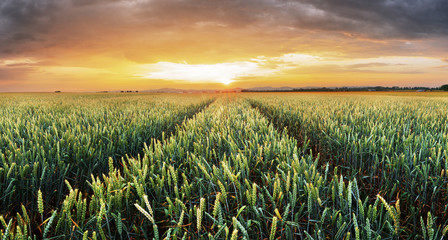 Wheat field green grass landscape sunset © TTstudio