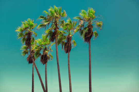 Palm trees in Venice Beach at sunset in California, Los Angeles, USA. Vintage processed. 