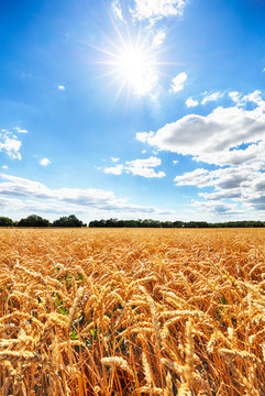 Wheat field with sun anb blue sky, Agriculture industry