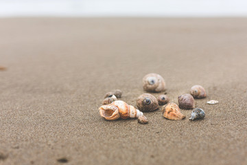 Different Sea shells on a beach on the windy beach