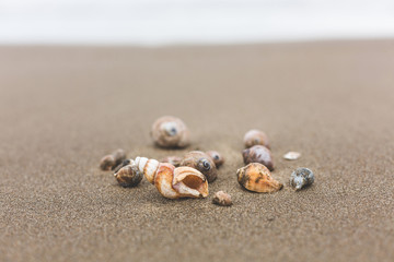 Fototapeta na wymiar Different Sea shells on a beach on the windy beach
