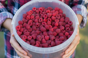 The girl is holding a bucket of ripe fresh raspberries. Summer food, vitamins. Summer background.