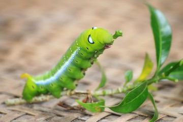 Closeup the Big green worm on tree, Giant green worm on treetop