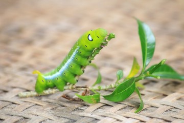 Closeup the Big green worm on tree, Giant green worm on treetop