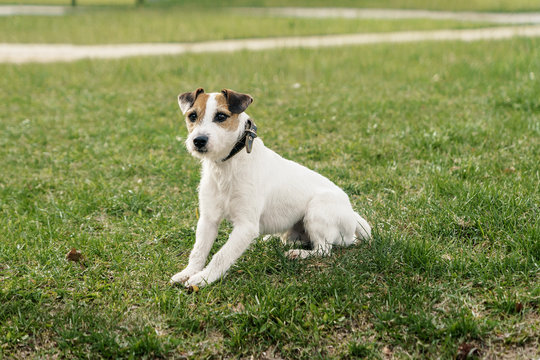 Dog Jack Rassell terrier for a walk in the park