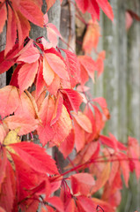 Beautiful red leaves of a plant wandering along a wooden fence on a clear autumn day