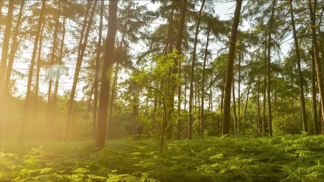 Timelapse of sunset in a forest