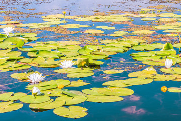 Fototapeta na wymiar Flowering lily. Flowering of a water lily on the Dnieper River, Kiev, Ukraine.
