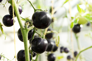 Organic agriculture. Dark tomatoes grow on branches.