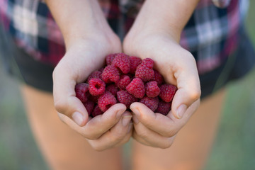 Fresh ripe raspberries in the palms, folded heart. Summer food, vitamins. Summer background.