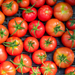 new crop of fresh organic tomatoes. top vire background
