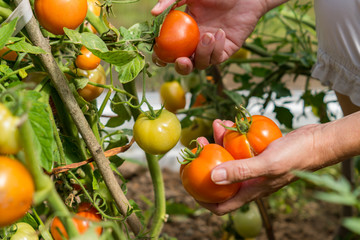 Female's hands harvesting fresh  tomatoes in the garden in a sunny day. Farmer picking organic tomatoes. Vegetable Growing concept