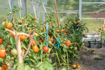  fresh  tomatoes in the garden in a sunny day. organic tomatoes in greenhouse. Vegetable Growing concept