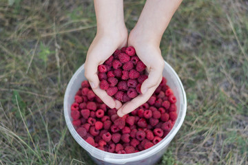 Fresh ripe raspberries in the palms of a girl. Summer food, vitamins. Summer background.