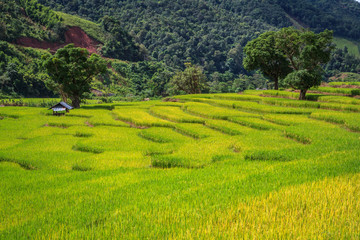 Obraz premium Golden Rice Field, a beautiful natural beauty on mountain in Nan Khun Nan Rice Terraces,Nan Province, Thailand