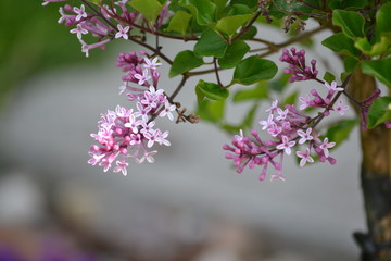 Syringa meyeri 'Palibin' - lilac small fragrant flowers