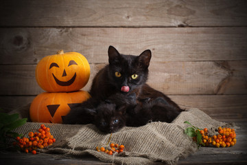 Fototapeta premium black little cat with halloween pumpkins