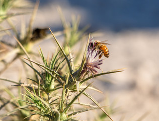 On the honey and the thorn
