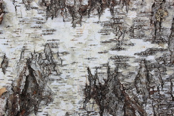 Background of birch bark