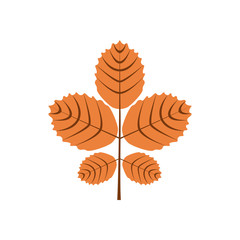Five Branch Autumn Leaves Illustration Symbol Graphic Design