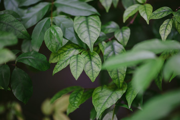 abstract,bokeh leaf pattern nature green background.