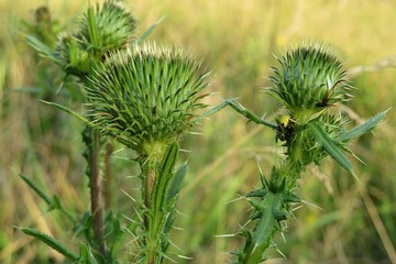 Green thistle plant in the meadow, closeup